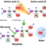 Researchers use AI to design proteins that can cut up other proteins