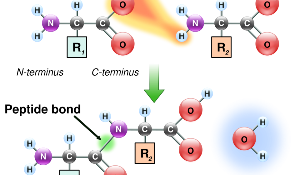 Researchers use AI to design proteins that can cut up other proteins