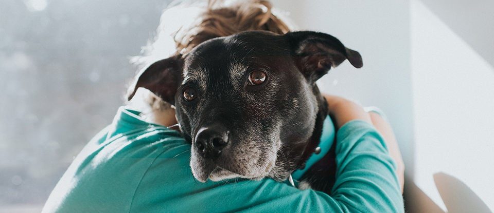 Physically touching your dog can help protect you from future stress, study suggests: ScienceAlert Physically touching your dog can help protect you from future stress, study suggests: ScienceAlert