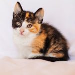 The secret of orange cats finally revealed after 60 years of research: ScienceAlert