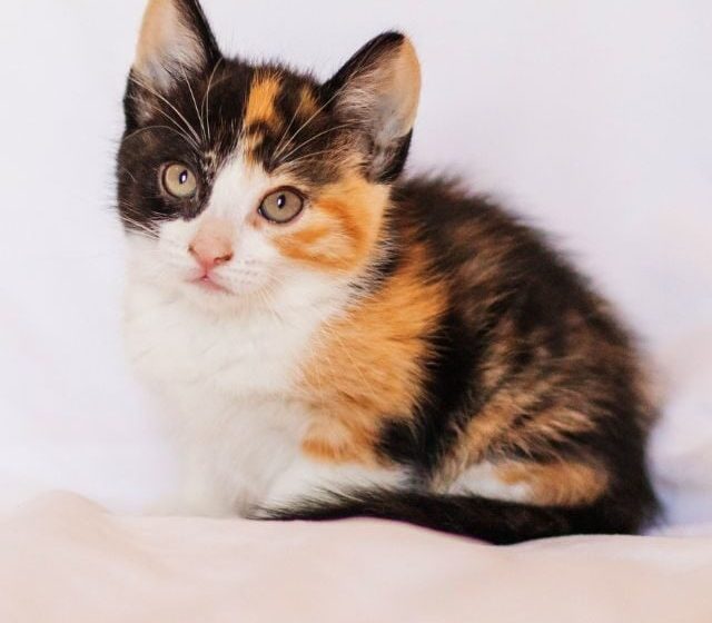 The secret of orange cats finally revealed after 60 years of research: ScienceAlert