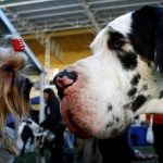 Large dogs age faster and die younger than smaller breeds. Scientists may have discovered