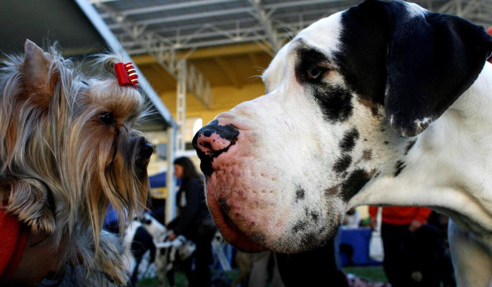 Large dogs age faster and die younger than smaller breeds. Scientists may have discovered