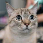 Flesh-eating butcher worm now infects cats