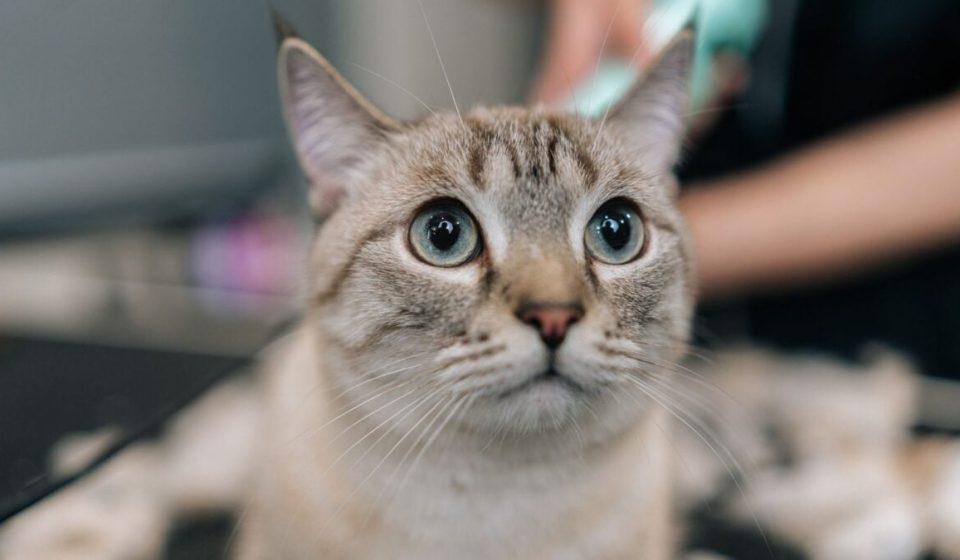 Flesh-eating butcher worm now infects cats