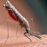 West Nile virus rampant in South Bay, health officials say – Daily Breeze