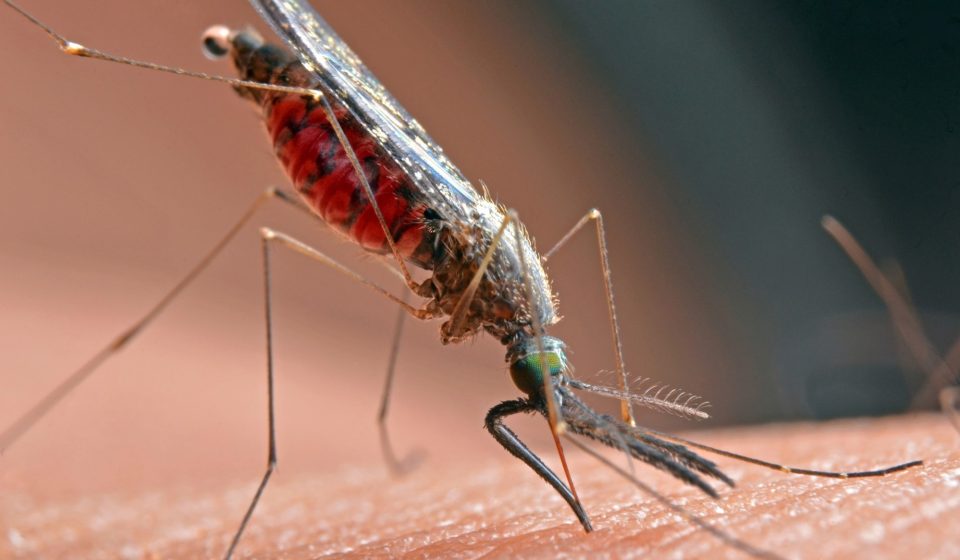 West Nile virus rampant in South Bay, health officials say – Daily Breeze