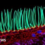 Award-winning image that sparked backlash was generated by AI, according to Nikon rules - BBC News Africa