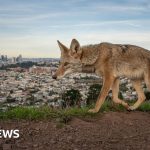 Pictured: The winning entries for Wildlife Photographer of the Year 2026 - BBC