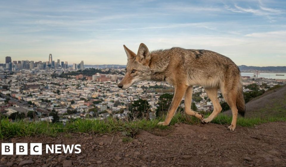 Pictured: The winning entries for Wildlife Photographer of the Year 2026 - BBC