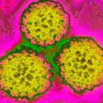 Around 1 in 8 cancer cases worldwide are linked to these infections – most of them preventable