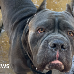 '£12 dog toy bought on Amazon killed my dog' - BBC