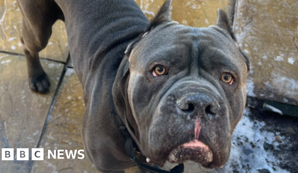 '£12 dog toy bought on Amazon killed my dog' - BBC