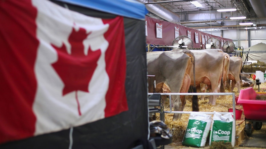 Trump's Canadian dairy and auto import bans could fuel inflation, expert says
