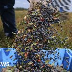 AI tells farmers when to harvest - BBC
