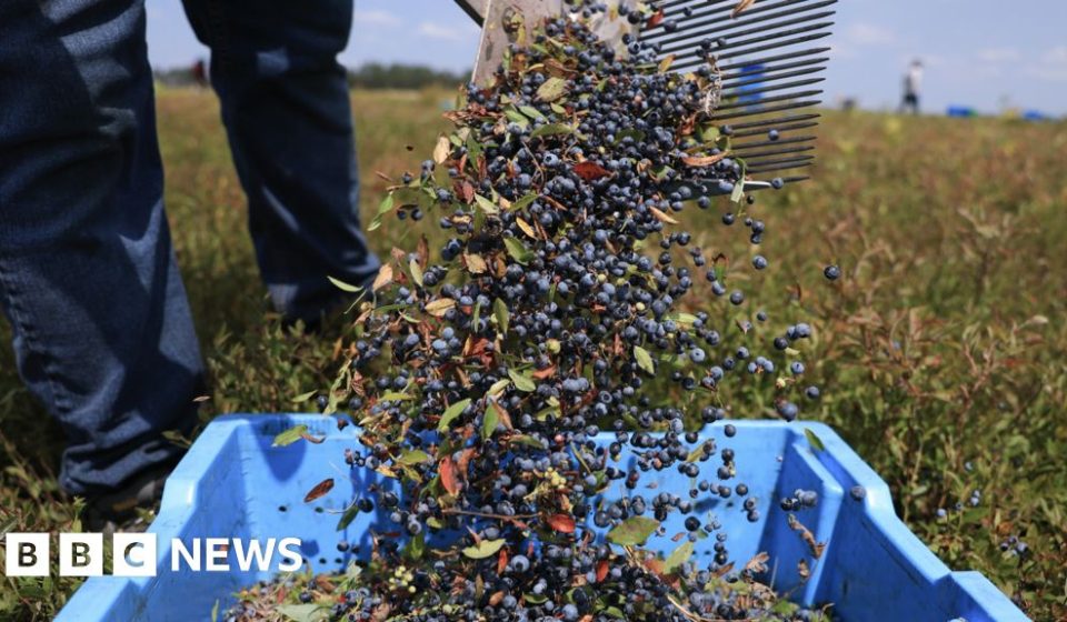 AI tells farmers when to harvest - BBC