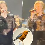 Kelly Clarkson returns to stage as drama with Brooklyn store over toy bird rages