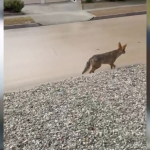 Coyote euthanized after child injured during interaction in Atwater Village