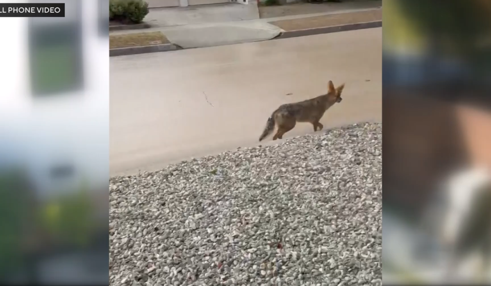 Coyote euthanized after child injured during interaction in Atwater Village