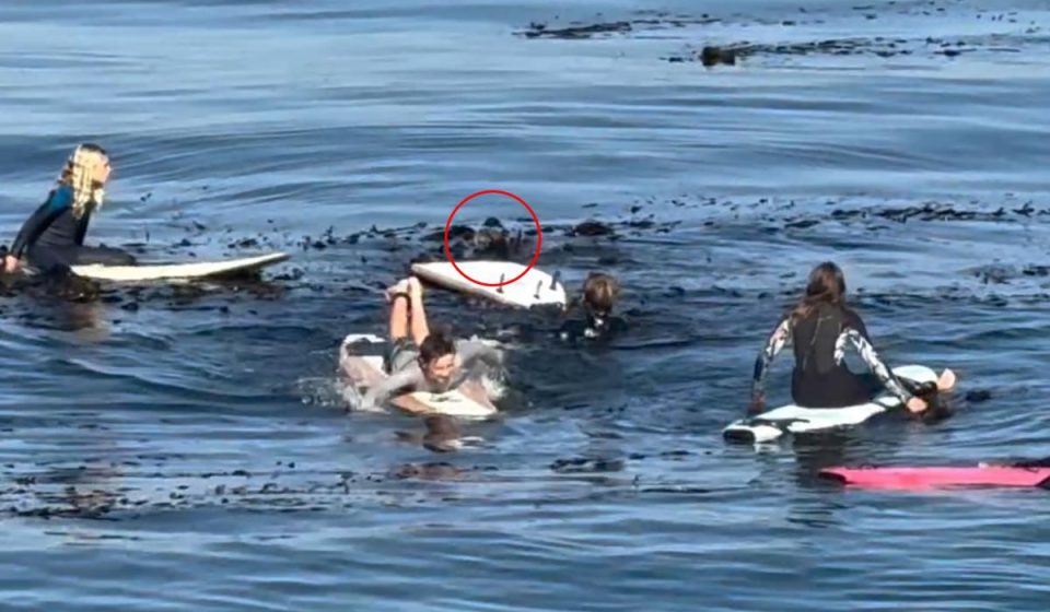 Otter finds himself in a tense confrontation with young surfers off the coast of California