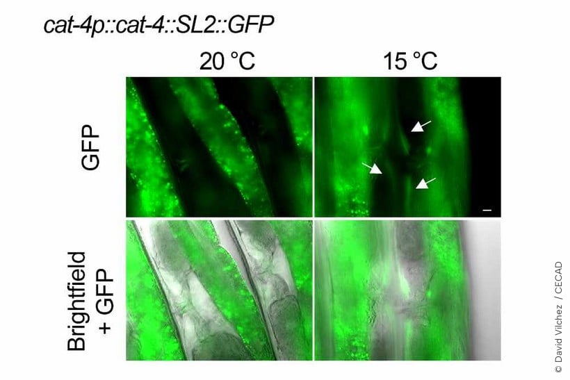 Cold triggers hidden molecular pathway that extends lifespan, study finds: ScienceAlert