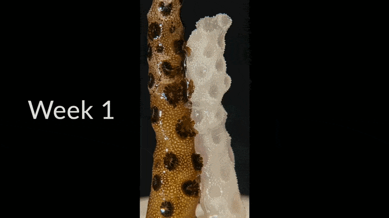 'Amazing': Bleached corals thrive within days when they touch a healthy neighbor