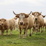 First person infected with rare Shamonda virus: what we know