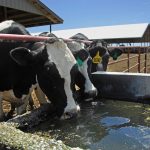 Bird flu spreads to Washington state dairy farms • Washington State Standard