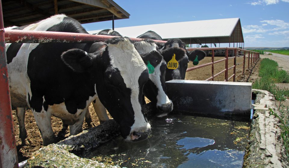 Bird flu spreads to Washington state dairy farms • Washington State Standard