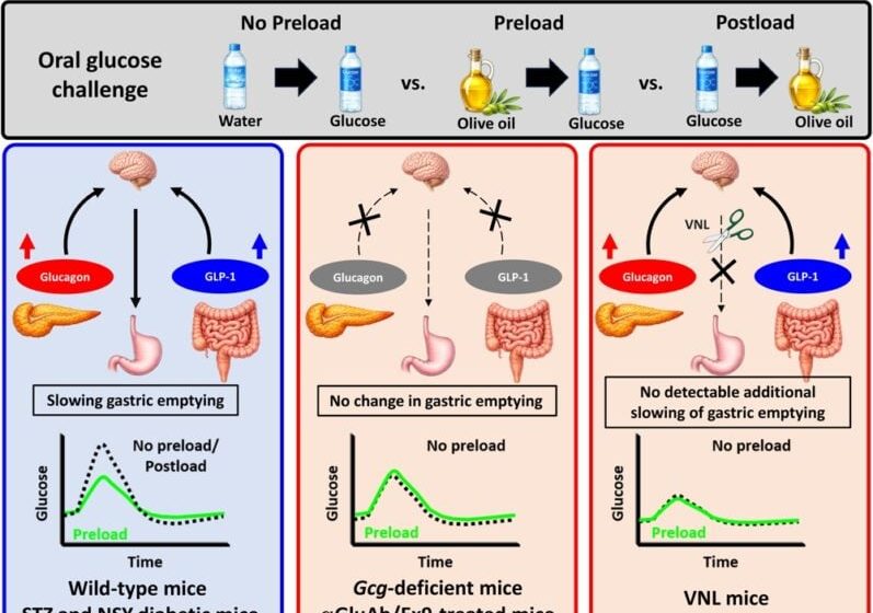 Scientists Made Mice Eat Olive Oil Before Carbohydrates, Changing Their Blood Sugar Response: ScienceAlert