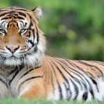 Man attacked by tiger in England after entering wildlife park enclosure