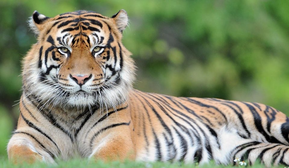 Man attacked by tiger in England after entering wildlife park enclosure
