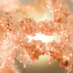 Scientists discover hidden switch that burns fat and blocks new fat cells