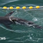 Bukangi: Will the shark leave the Busan Channel and return to the sea?