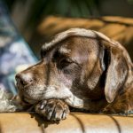Why Old Dogs Could Teach Alzheimer's Researchers New Tricks