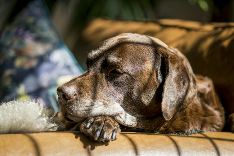 Why Old Dogs Could Teach Alzheimer's Researchers New Tricks