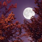 The 4 Luckiest Signs During the October Full Moon in Taurus