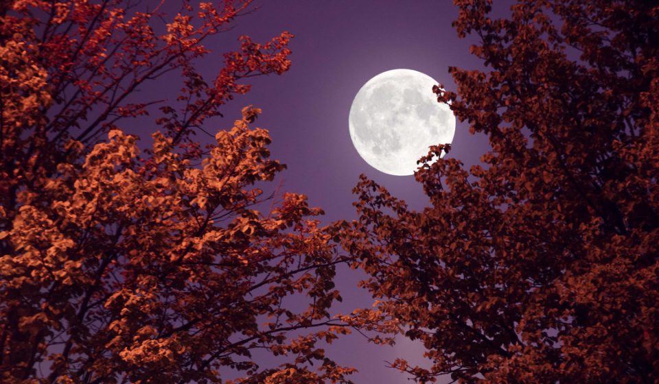 The 4 Luckiest Signs During the October Full Moon in Taurus