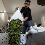Radical Israeli rabbi's ruling on Palestinian olive theft sparks outcry | Israeli-Palestinian conflict News