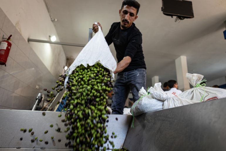 Radical Israeli rabbi’s ruling on Palestinian olive theft sparks outcry | Israeli-Palestinian conflict News Radical Israeli rabbi's ruling on Palestinian olive theft sparks outcry | Israeli-Palestinian conflict News