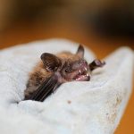 Record number of rabid bats found in Los Angeles as health authorities issue warning