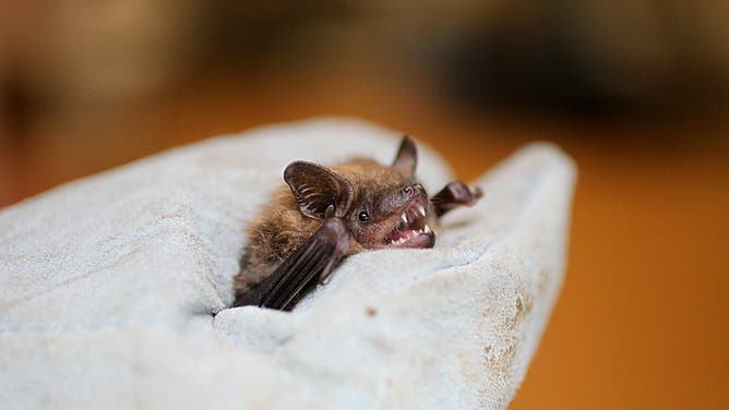 Record number of rabid bats found in Los Angeles as health authorities issue warning