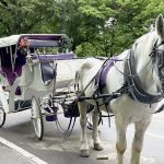 New York horse-drawn carriage ban: Mamdani and council reach agreement to end rides