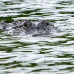 Alligator kills 71-year-old man fishing in Florida pond