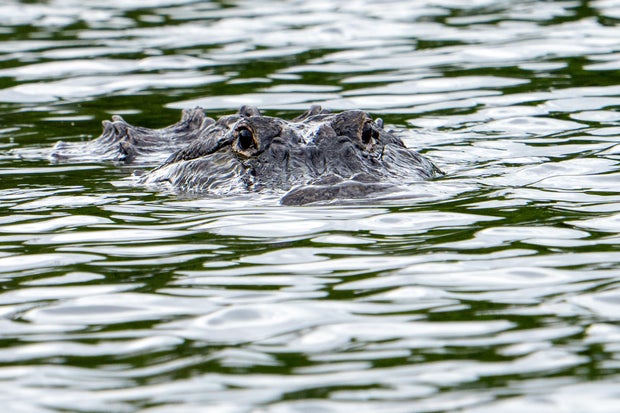 Alligator kills 71-year-old man fishing in Florida pond