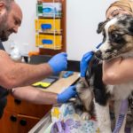 How Private Equity Makes Pet Ownership More Expensive