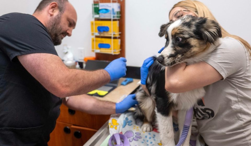 How Private Equity Makes Pet Ownership More Expensive How Private Equity Makes Pet Ownership More Expensive