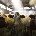 What is Shamonda, the breeding virus detected for the first time in humans in France?
