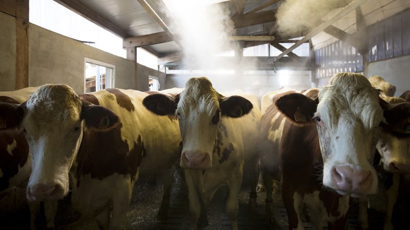 What is Shamonda, the breeding virus detected for the first time in humans in France?