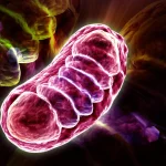 Leucine does more than build muscle. It energizes your cells